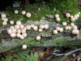 Lycoperdon pyriforme, growth pattern of maturing fruiting bodies with spores forming.